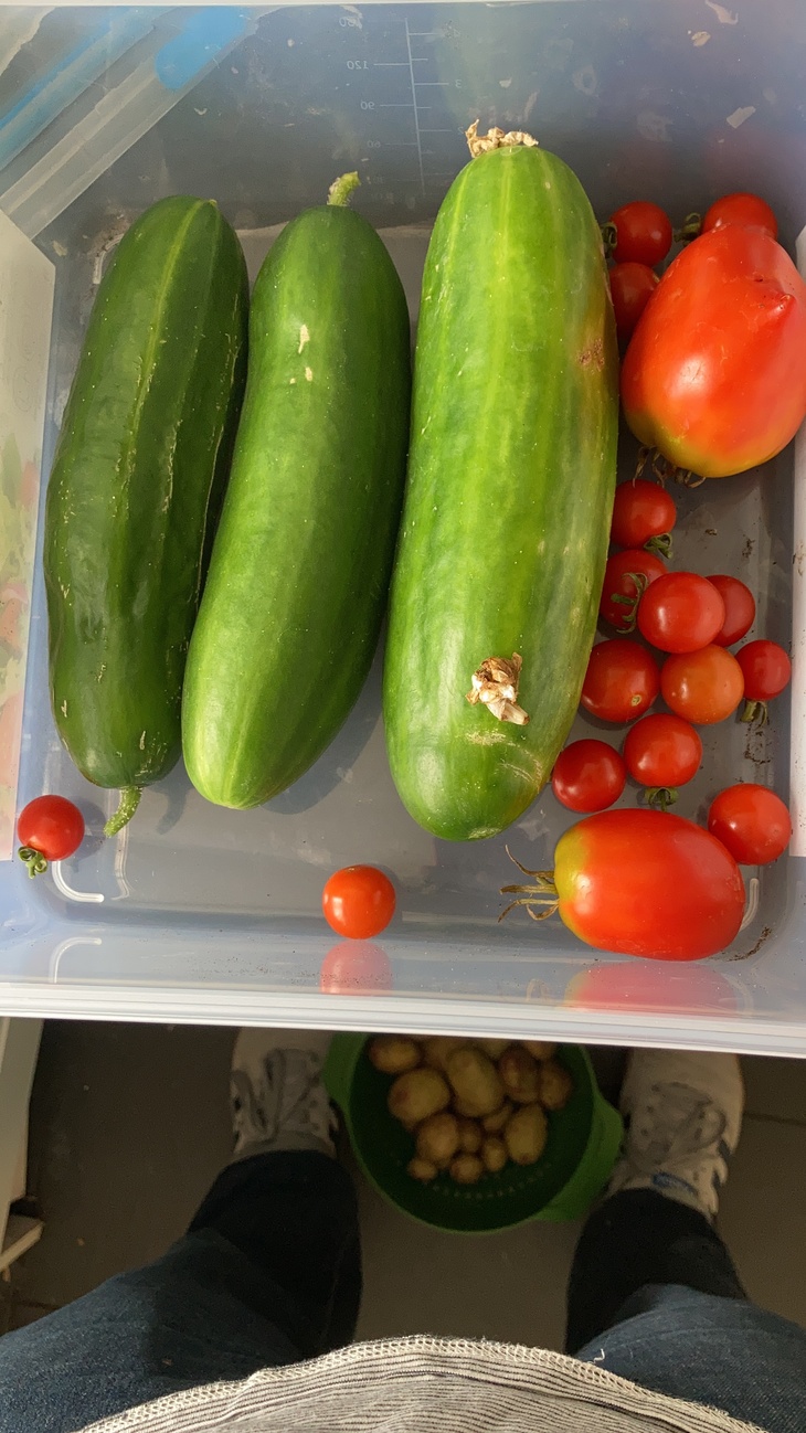 I know that tomatoes and potatoes are related and can catch blight from each other.