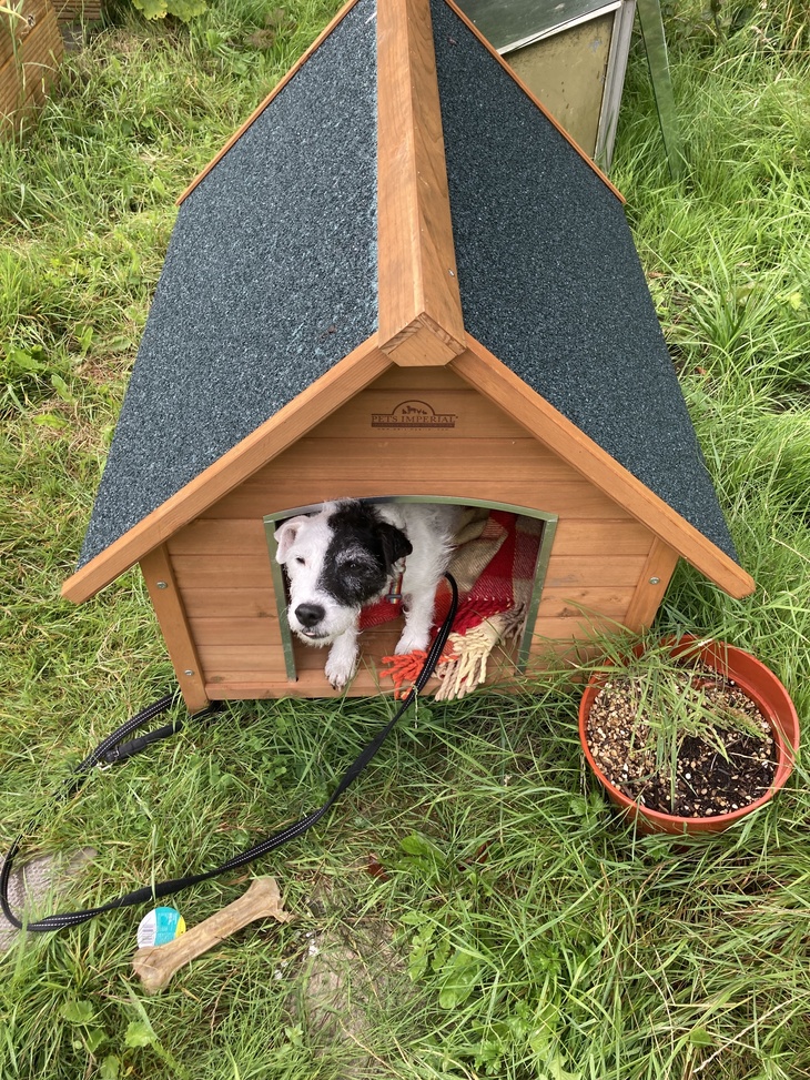 My dog, Minnie, hates the allotment. She just wants to chase foxes and dig up everyone's beds.