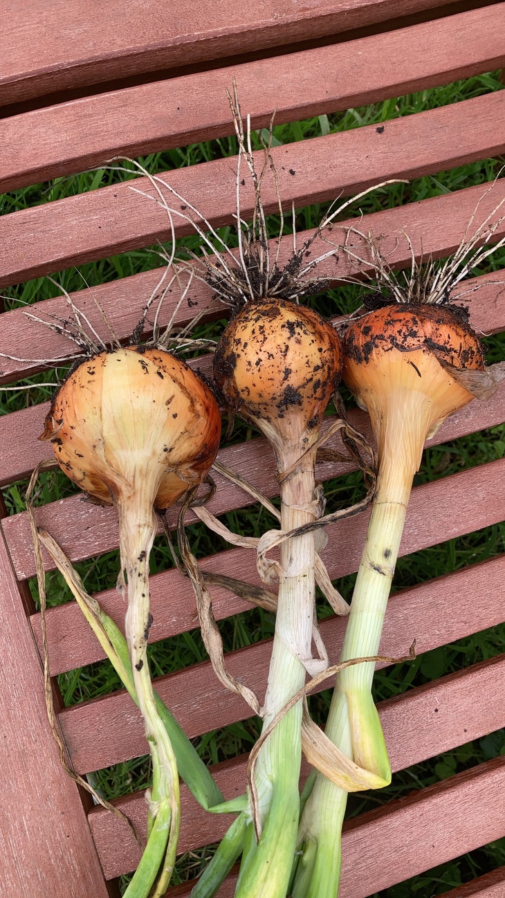 I know one onion grows into… one onion.