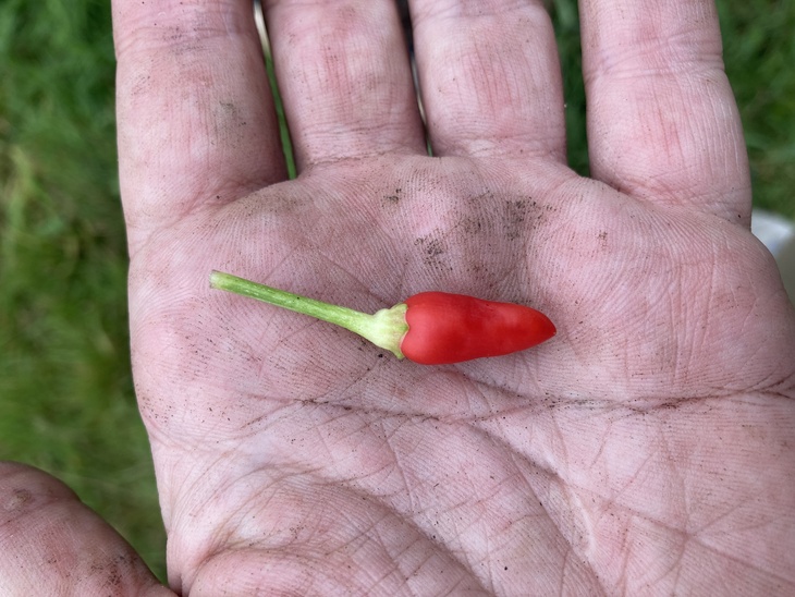 I still might give up the allotment. The frustrations and illogical setbacks are a little too much for me.