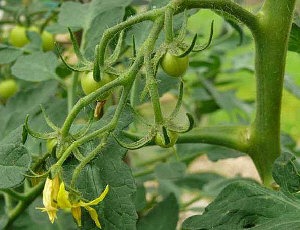 Tomato truss